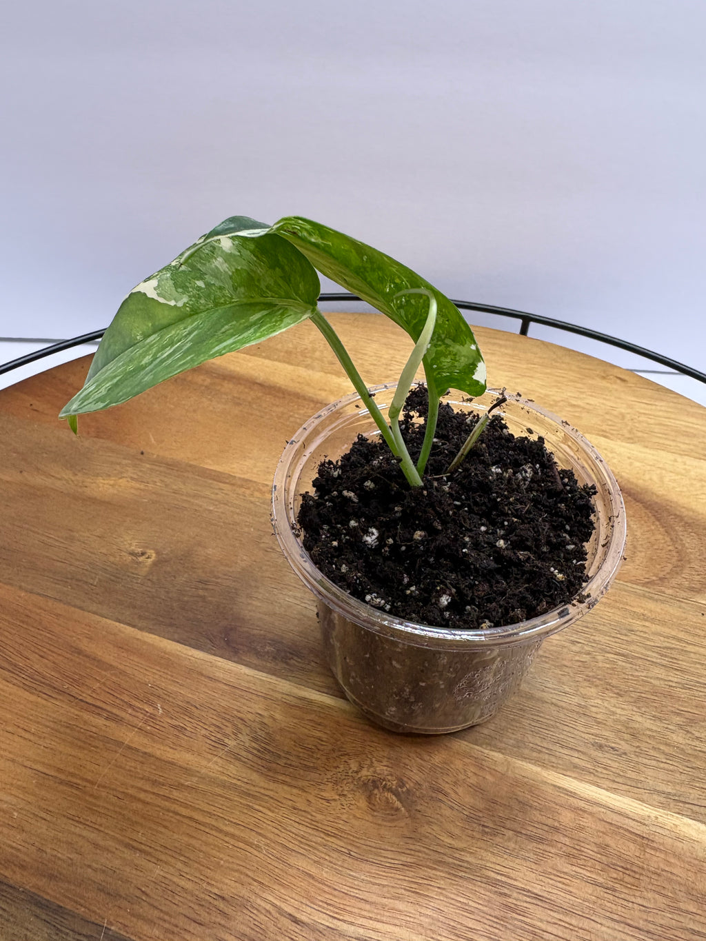 🌿 Epipremnum Pinnatum Albo 🌿