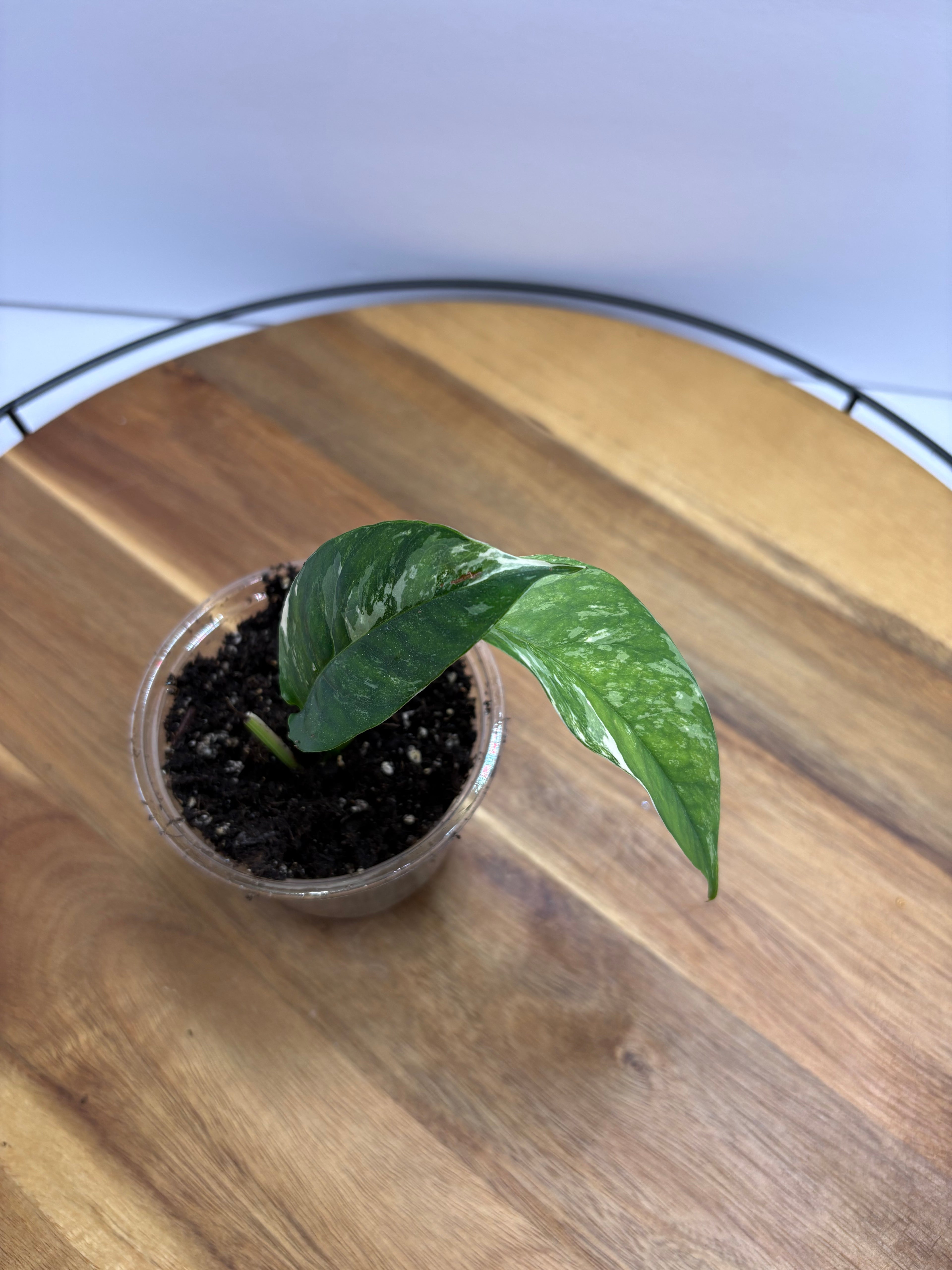 🌿 Epipremnum Pinnatum Albo 🌿