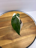 🌿 Syngonium Chiapense Variegata - Rare Collector Plant 🌿