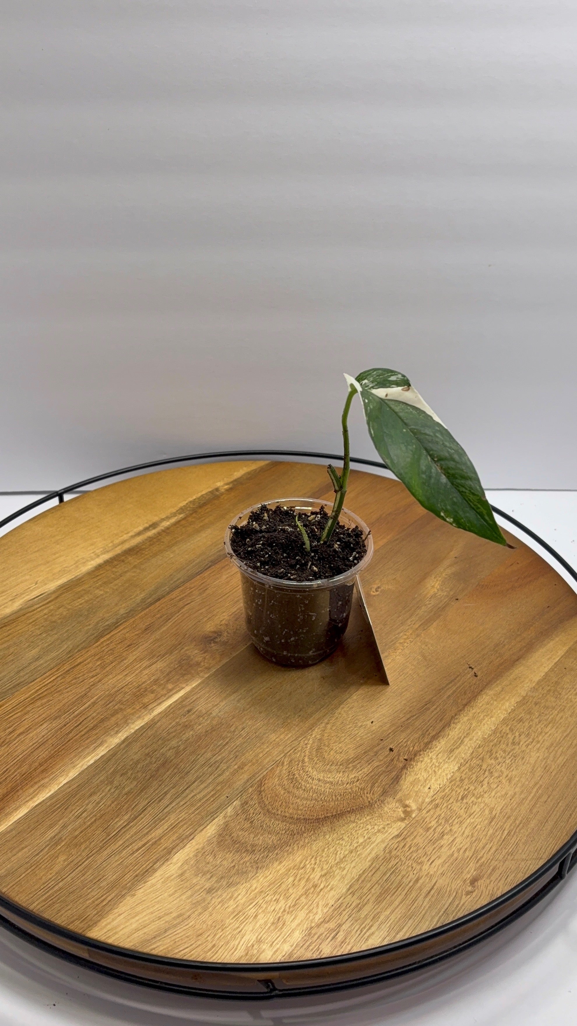 🌿 Syngonium Chiapense Variegata - Rare Collector Plant 🌿