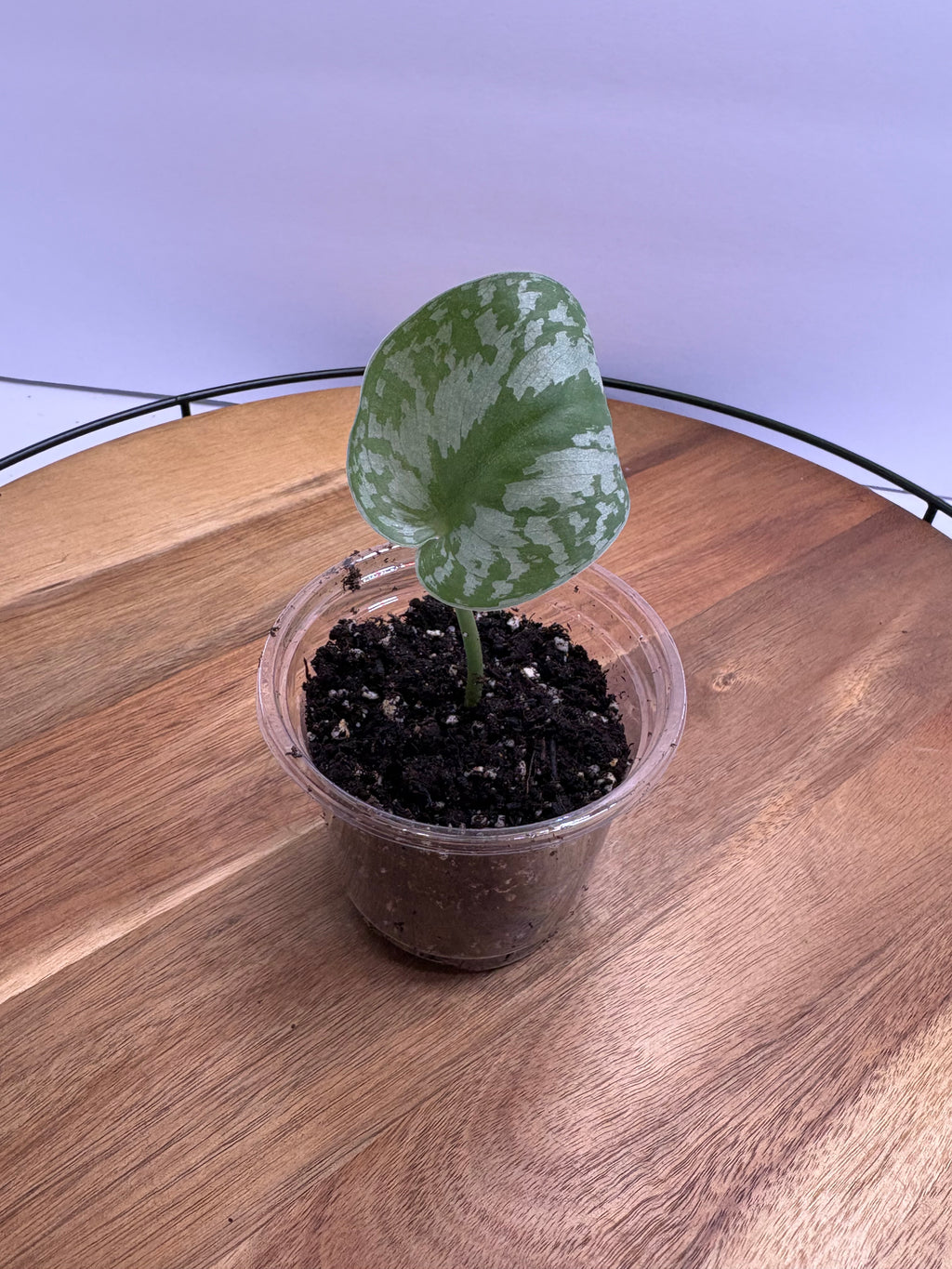 🌿 Satin Pothos (Scindapsus pictus) 🌿