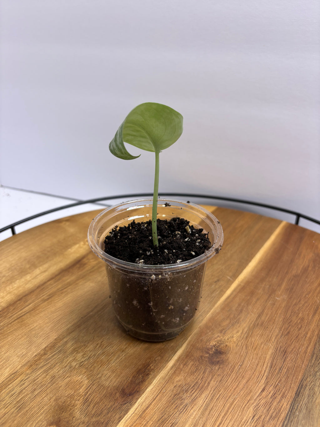 🌿 Satin Pothos (Scindapsus pictus) 🌿