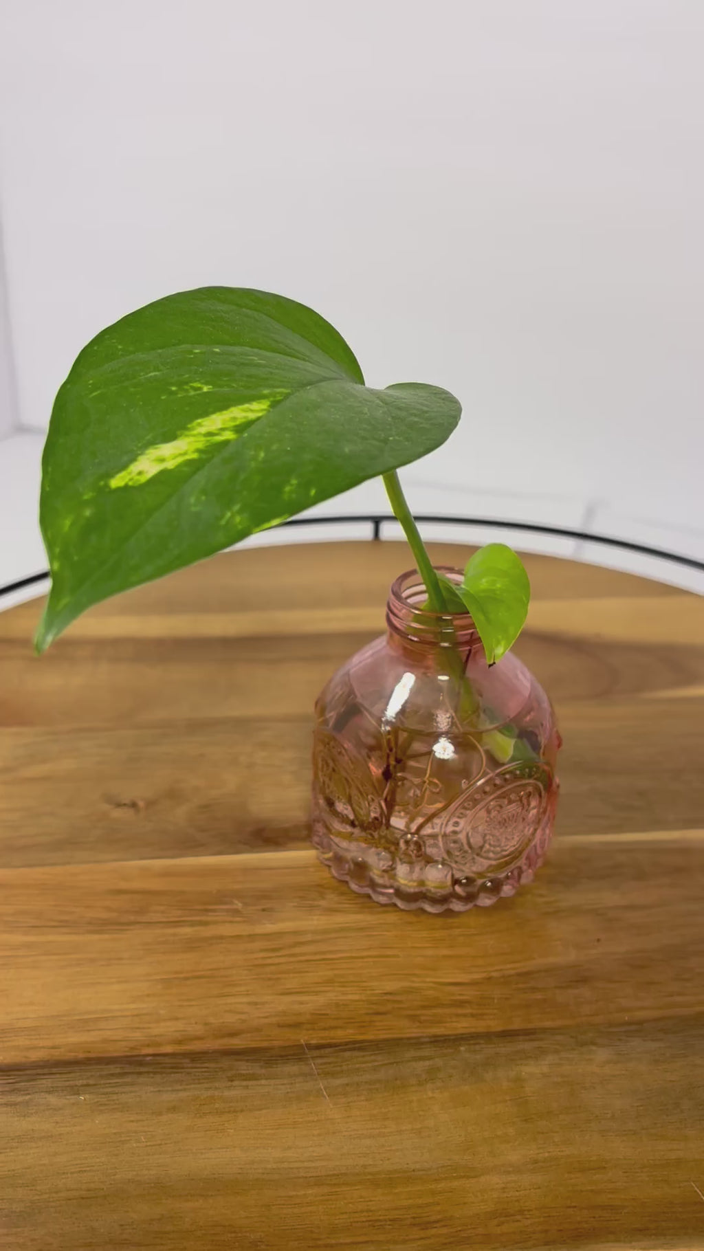 🌿Golden Pothos in Glass (Water-Propogated)🌿