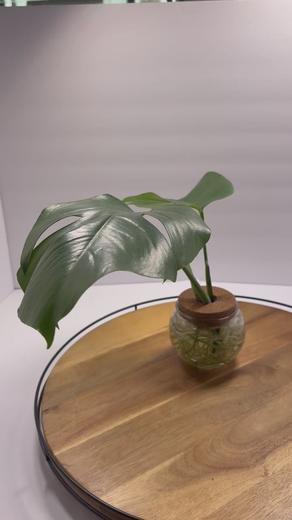 🌿Monstera Deliciosa Albo 'reverted' in Water Globe🌿