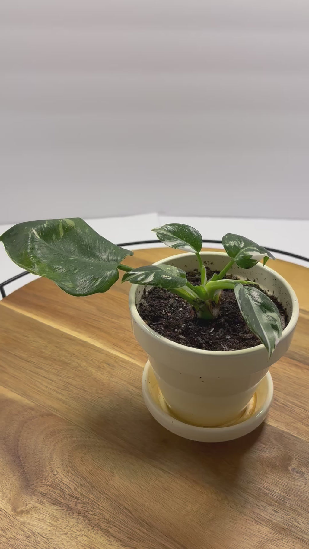 🌿Philodendron 'White Wizard' 4in Pot🌿