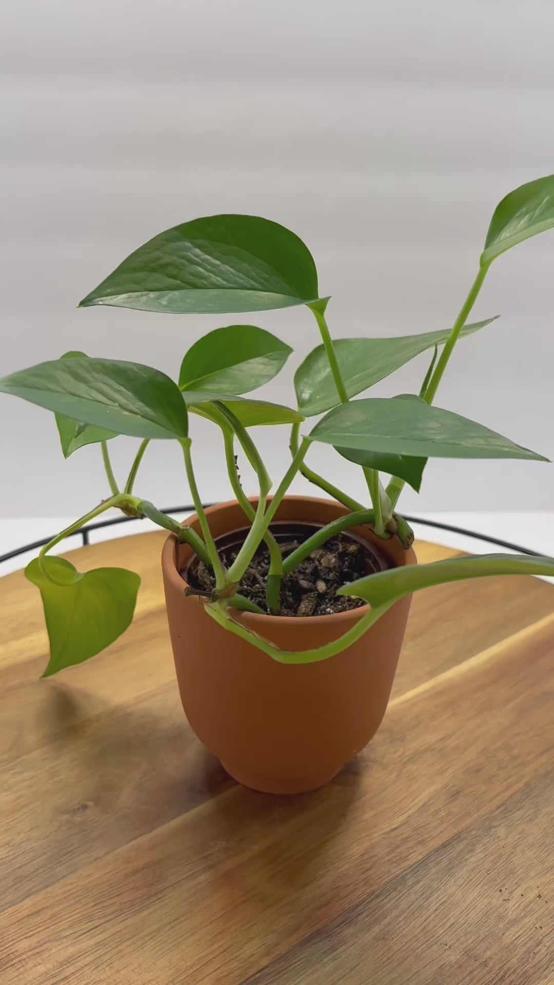 🪴Mature Golden Pothos 🪴