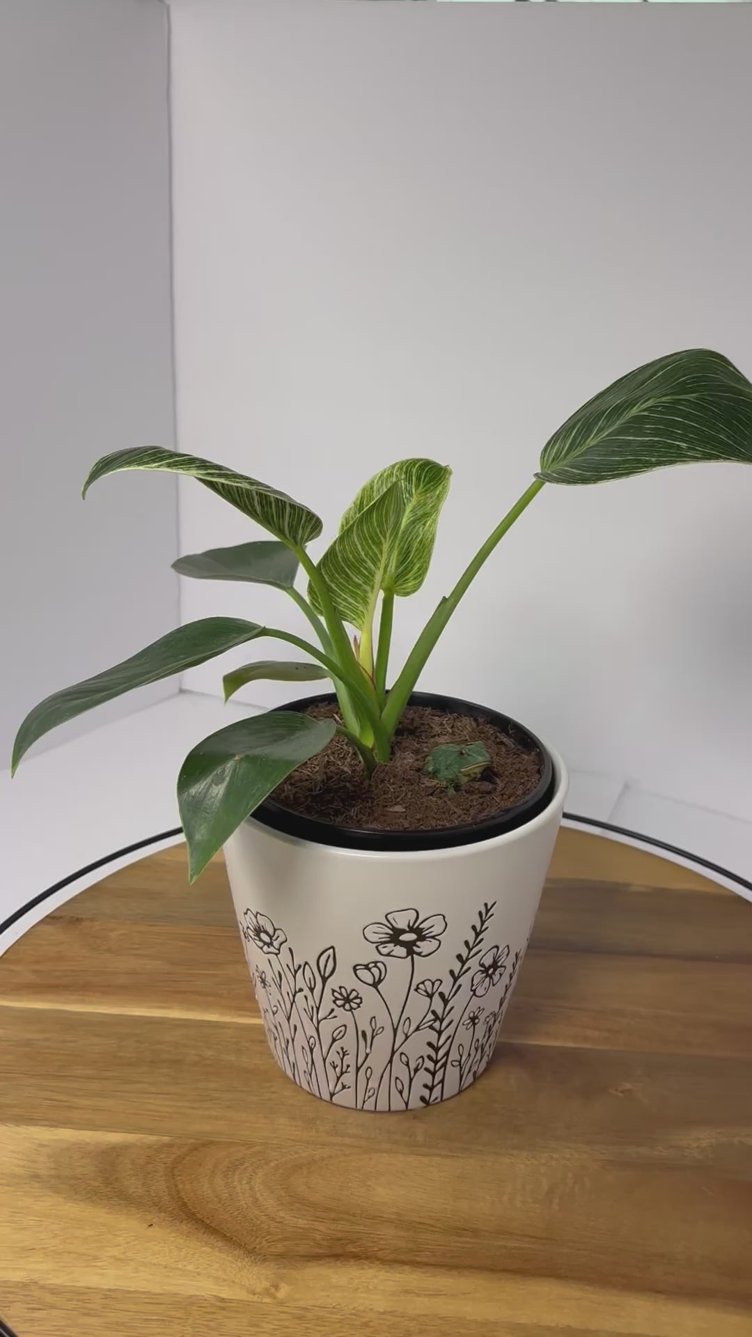 🌿Philodendron 'Birkin' in Ceramic Pot🌿