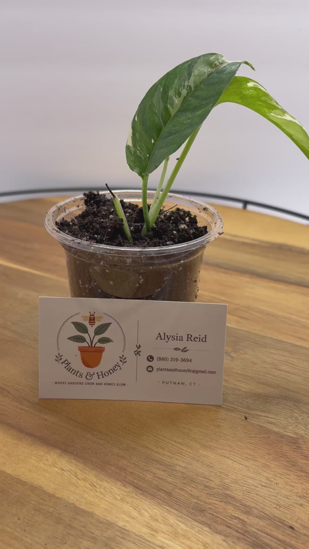🌿 Epipremnum Pinnatum Albo 🌿