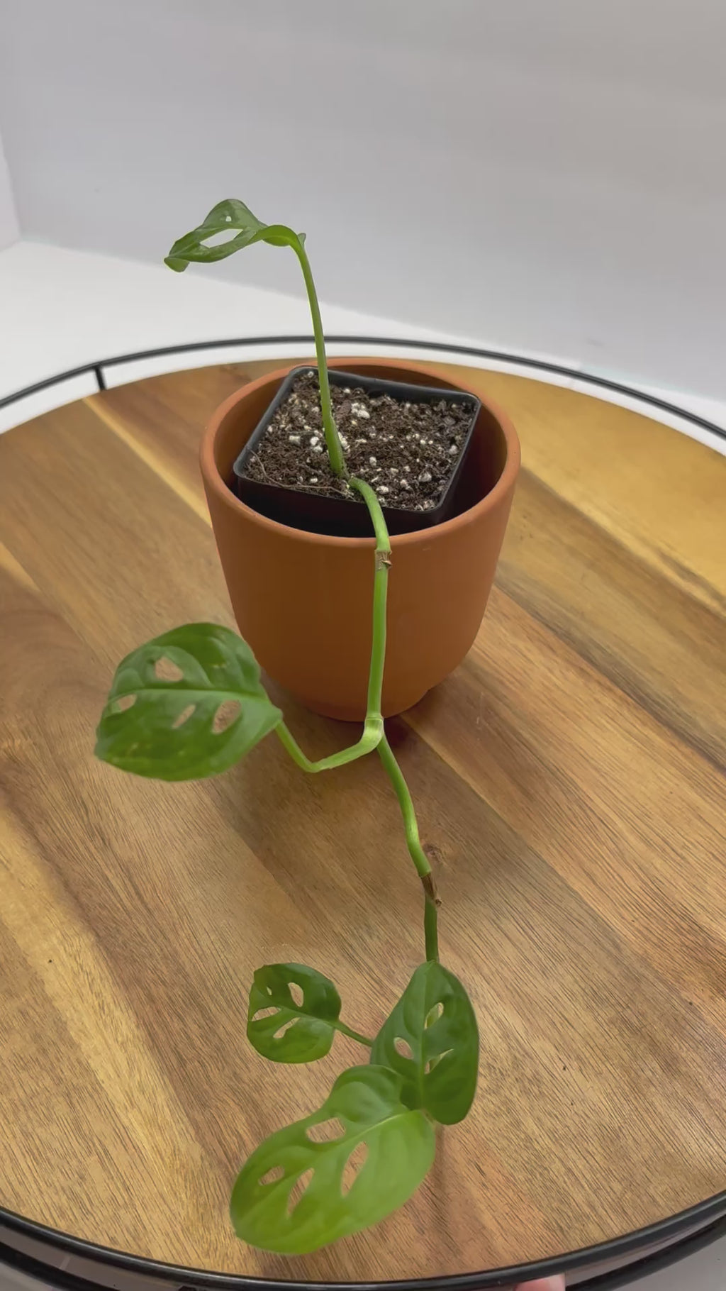🌿 Swiss Cheese Plant (Monstera adansonii) 🌿