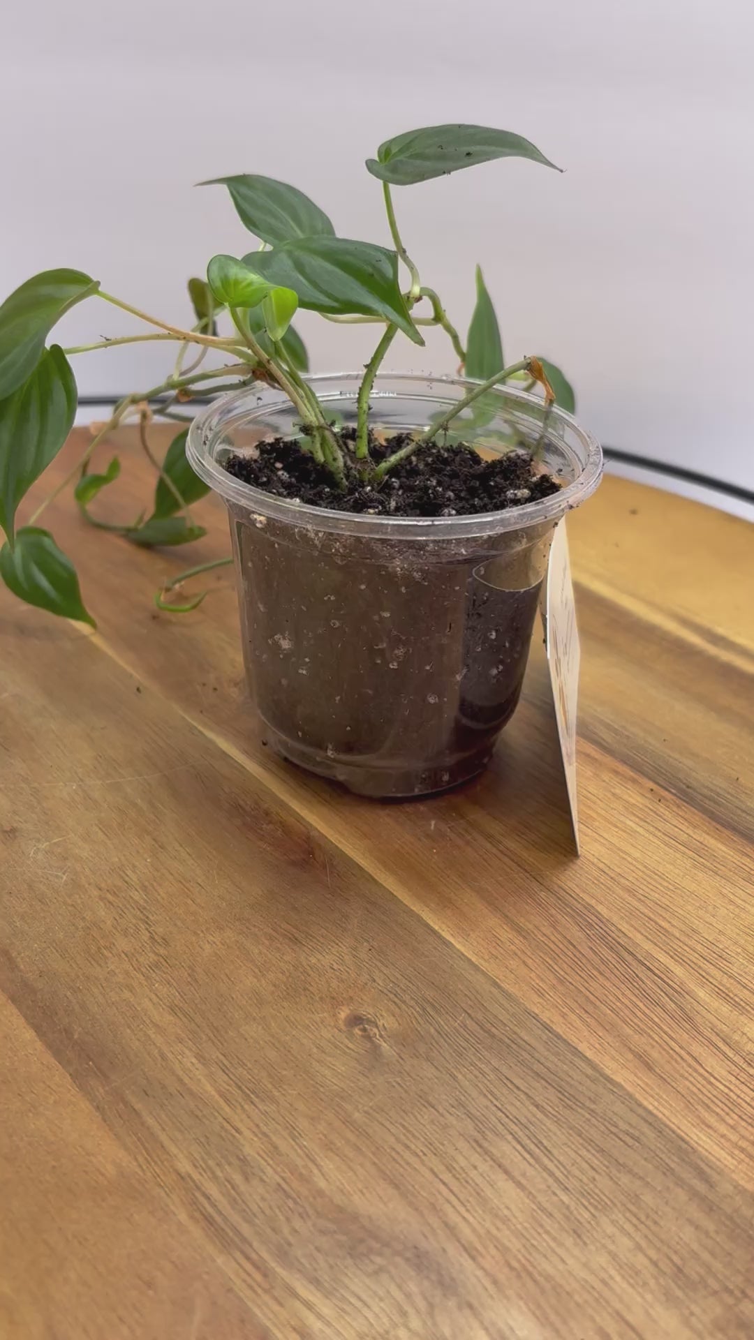 🌿 Velvet leaf Philodendron – Easy-Care Trailing Houseplant 🌿