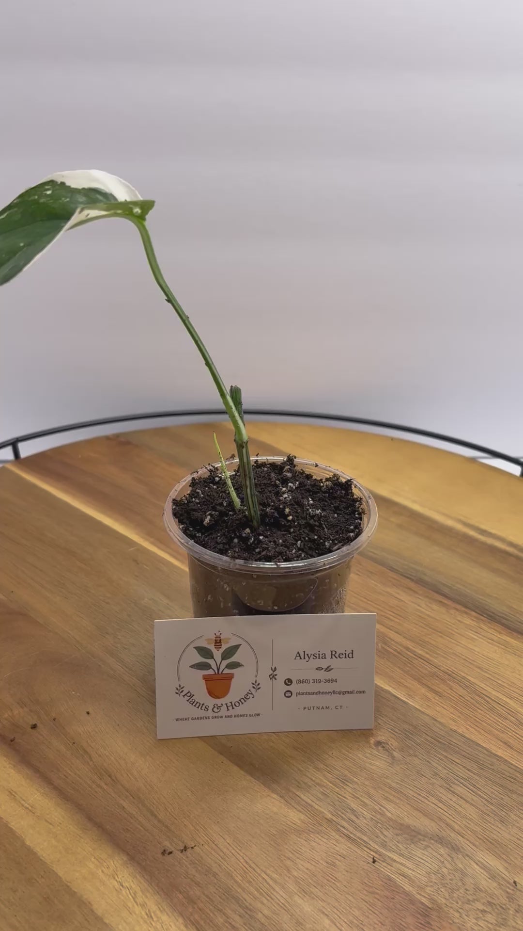 🌿 Syngonium Chiapense Variegata - Rare Collector Plant 🌿