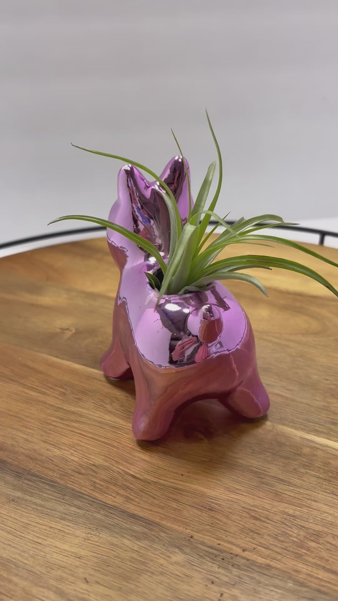 🌿 Air Plants (Tillandsia) – Ceramic Dog Holders 🌿