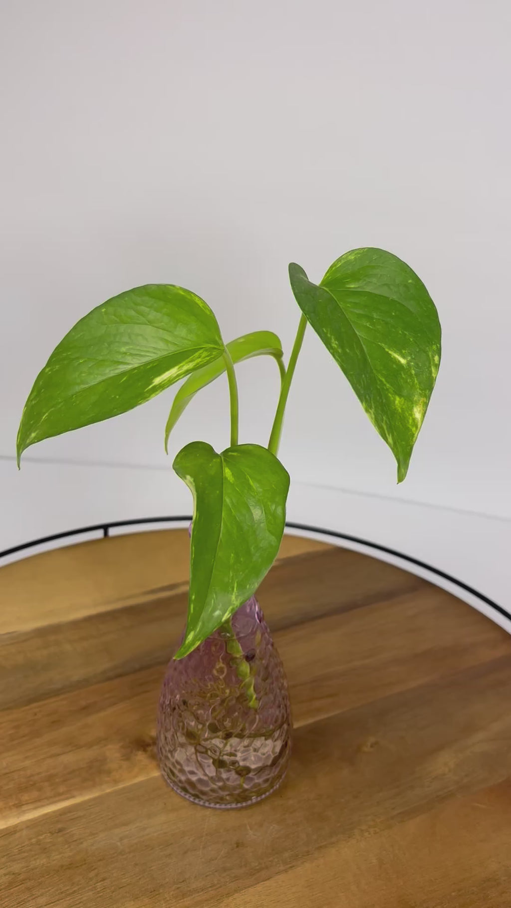 🌿Golden Pothos in Glass (Water-Propogated)🌿