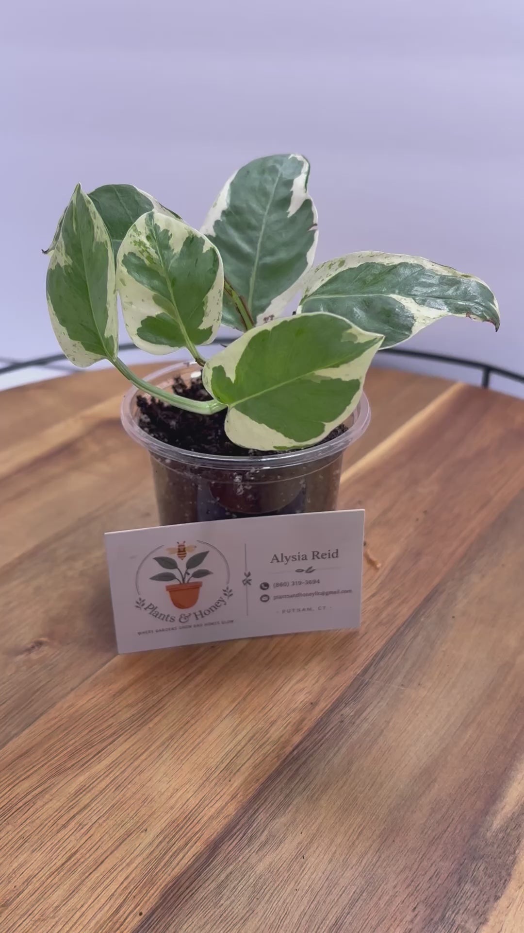 🌿 Pothos ‘N Joy’ – 3.5” Pot 🌿