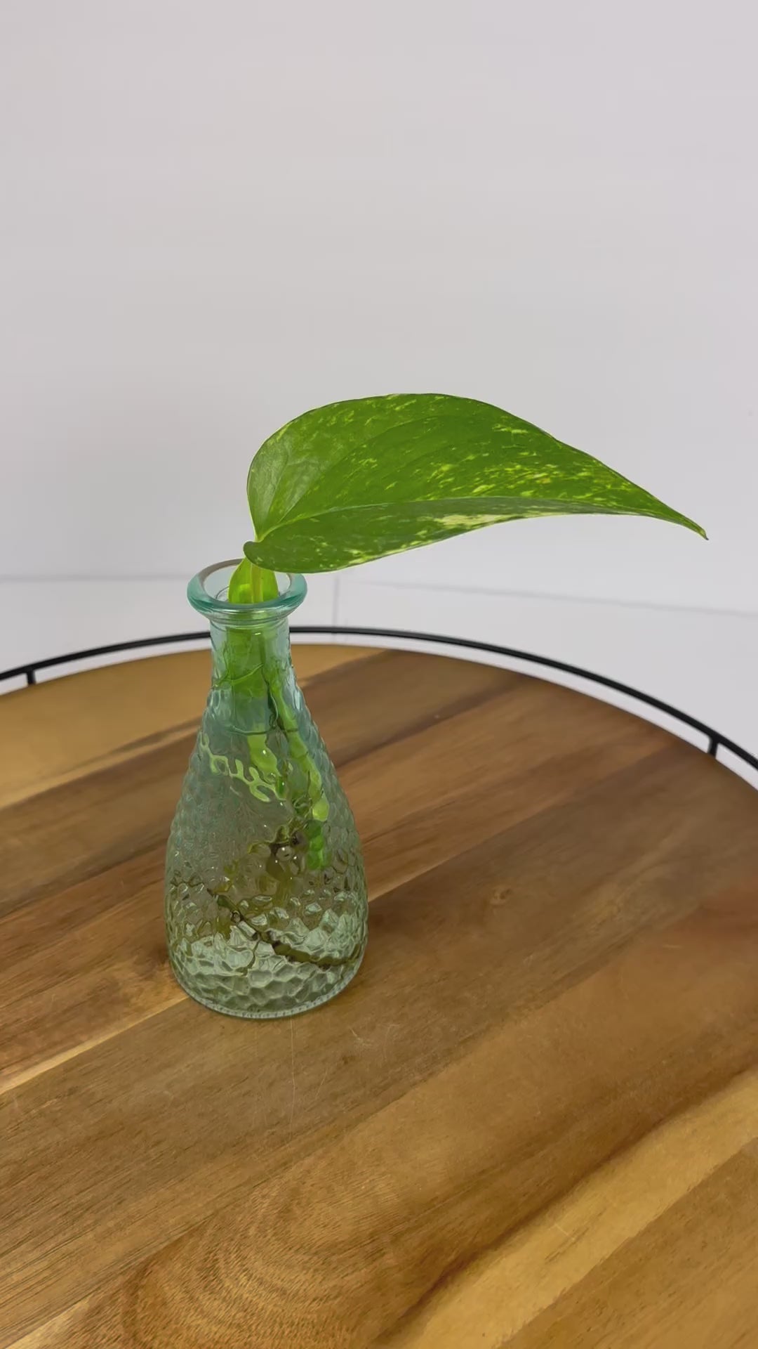 🌿Golden Pothos in Glass (Water-Propogated)🌿