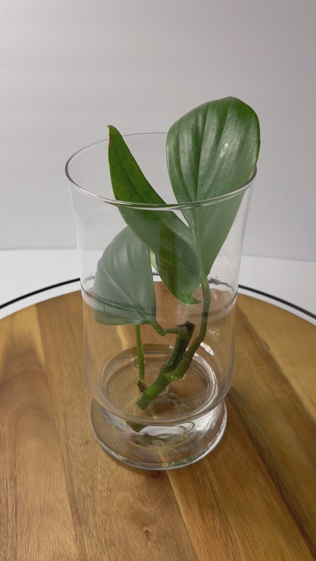 🌿Philodendron 'Dragon Tail' Propagation in Glass Vase🌿