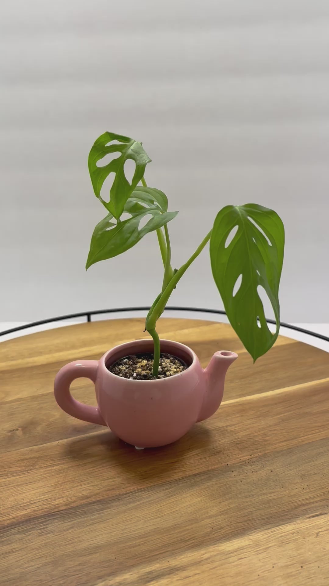 🌿 Mini Swiss Cheese Plant (Monstera adansonii) – Teapot Planter 🌿