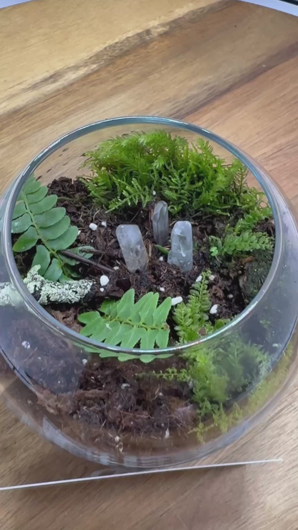 🌿✨ Handcrafted Globe Terrarium "Tiny Forest in Glass" ✨🌿