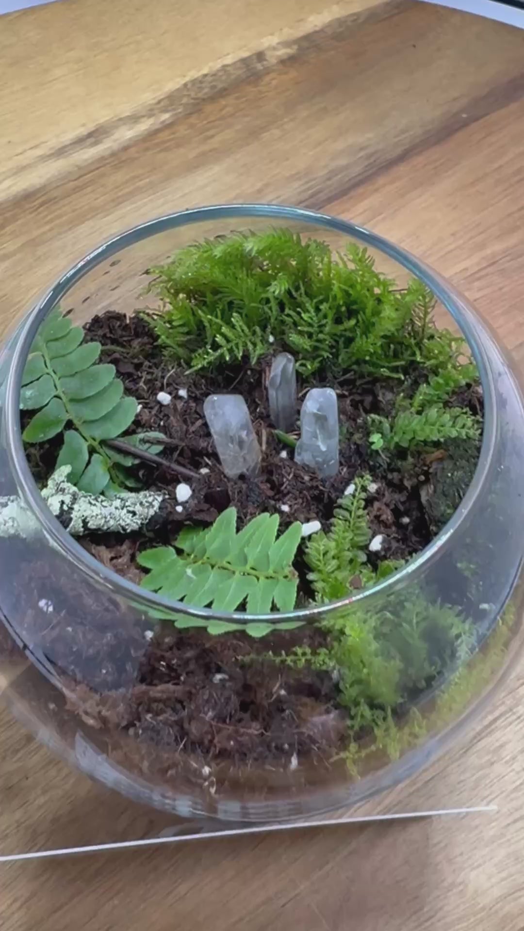 🌿✨ Handcrafted Globe Terrarium "Tiny Forest in Glass" ✨🌿