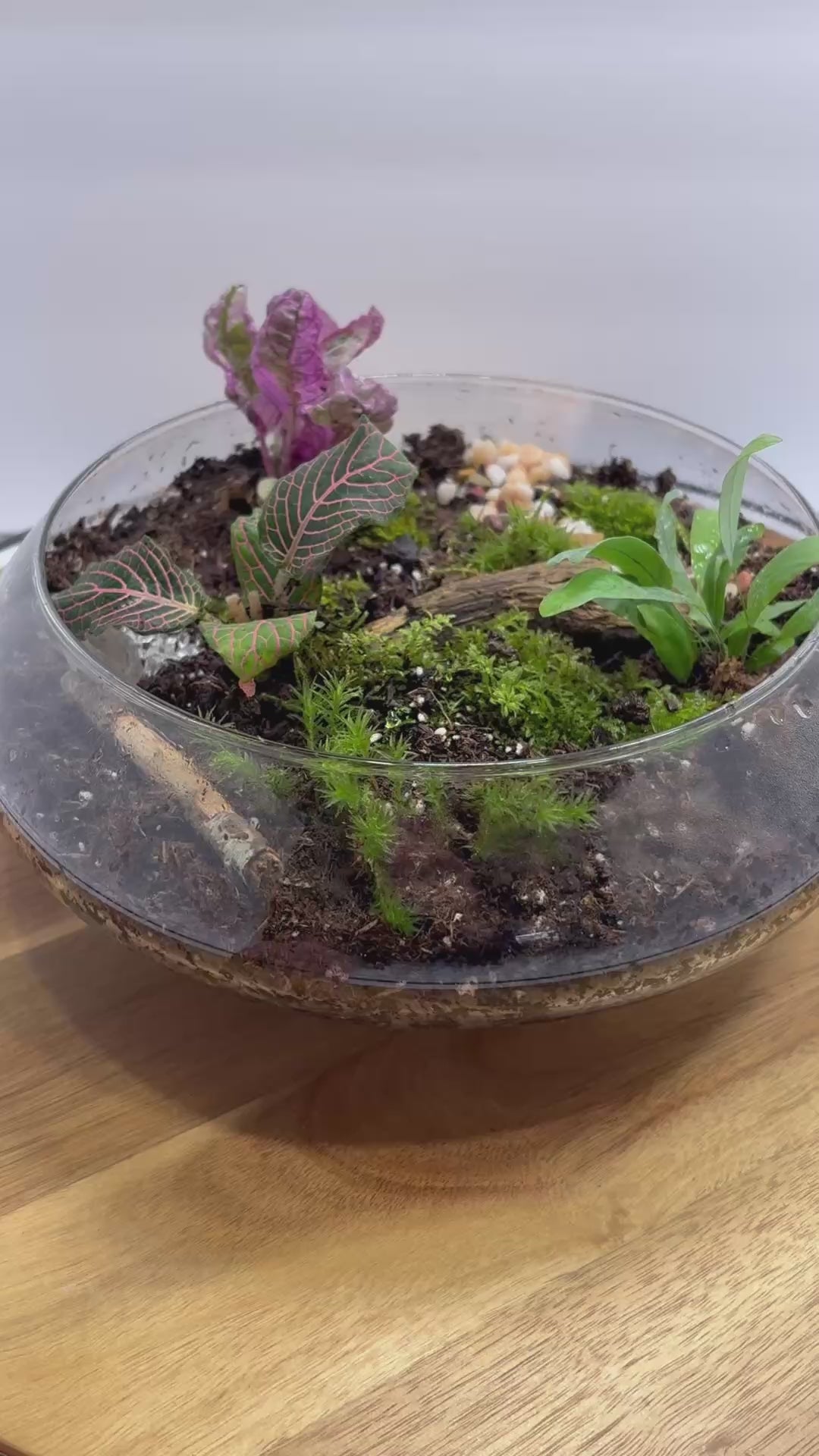 🌿 Eternal Terrarium – Handcrafted Living Ecosystem 🌿