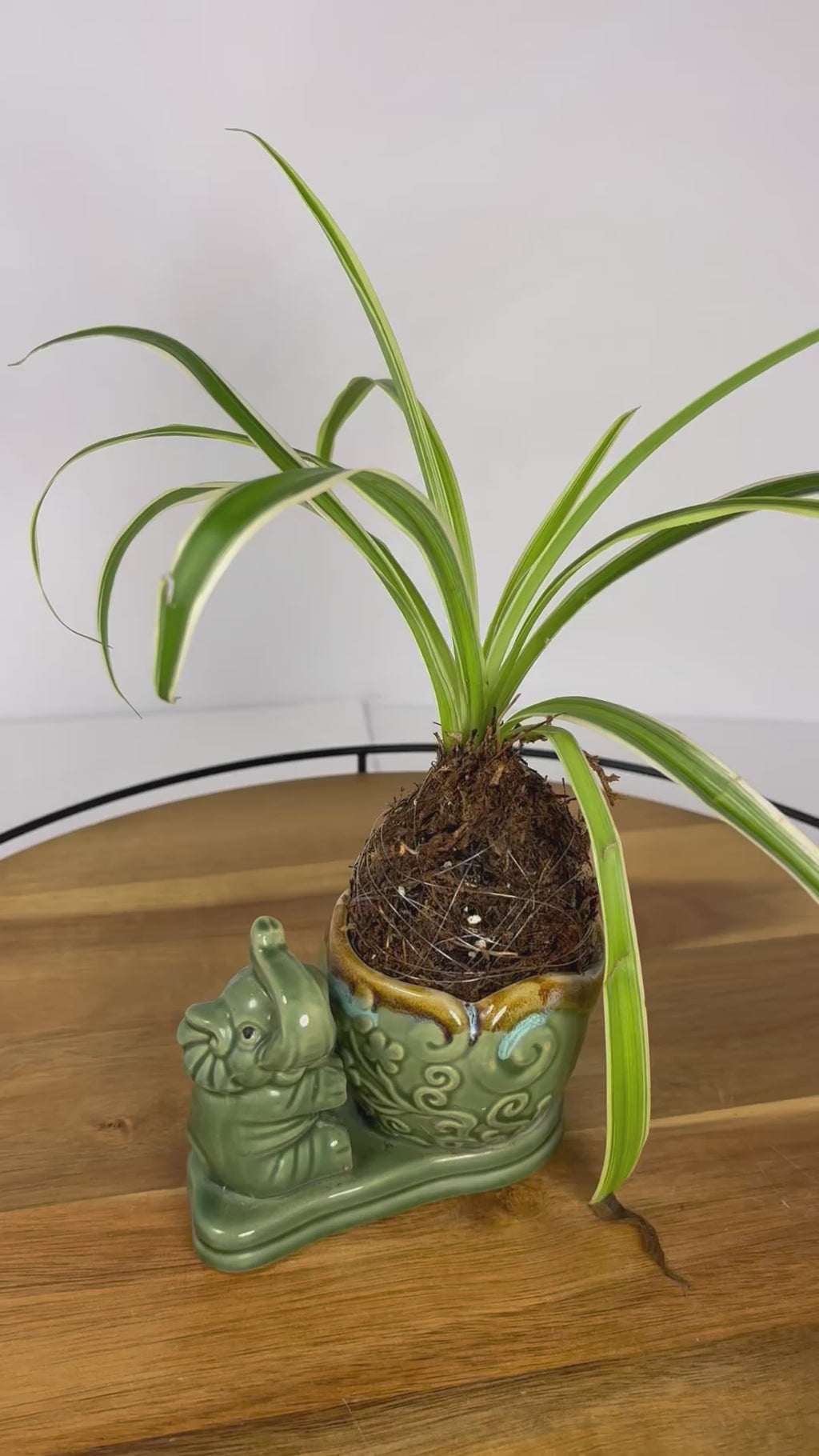 🌿Spider Plant Kokedama in Elephant Ceramic🌿