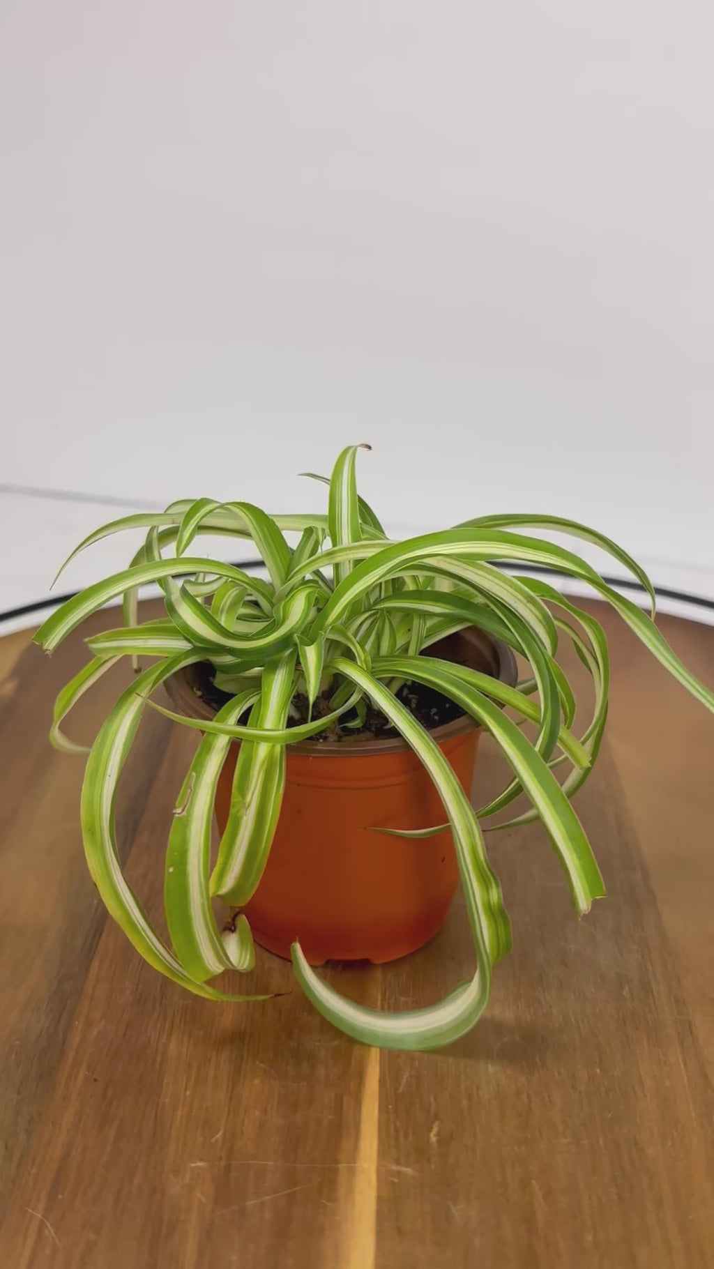 🌿Tiny Spider Plant🌿