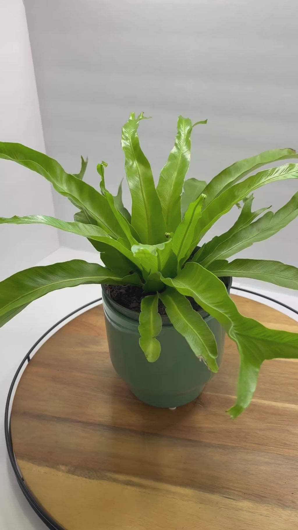 🌿 6” Bird’s Nest Fern – Lush Tropical Houseplant 🌿