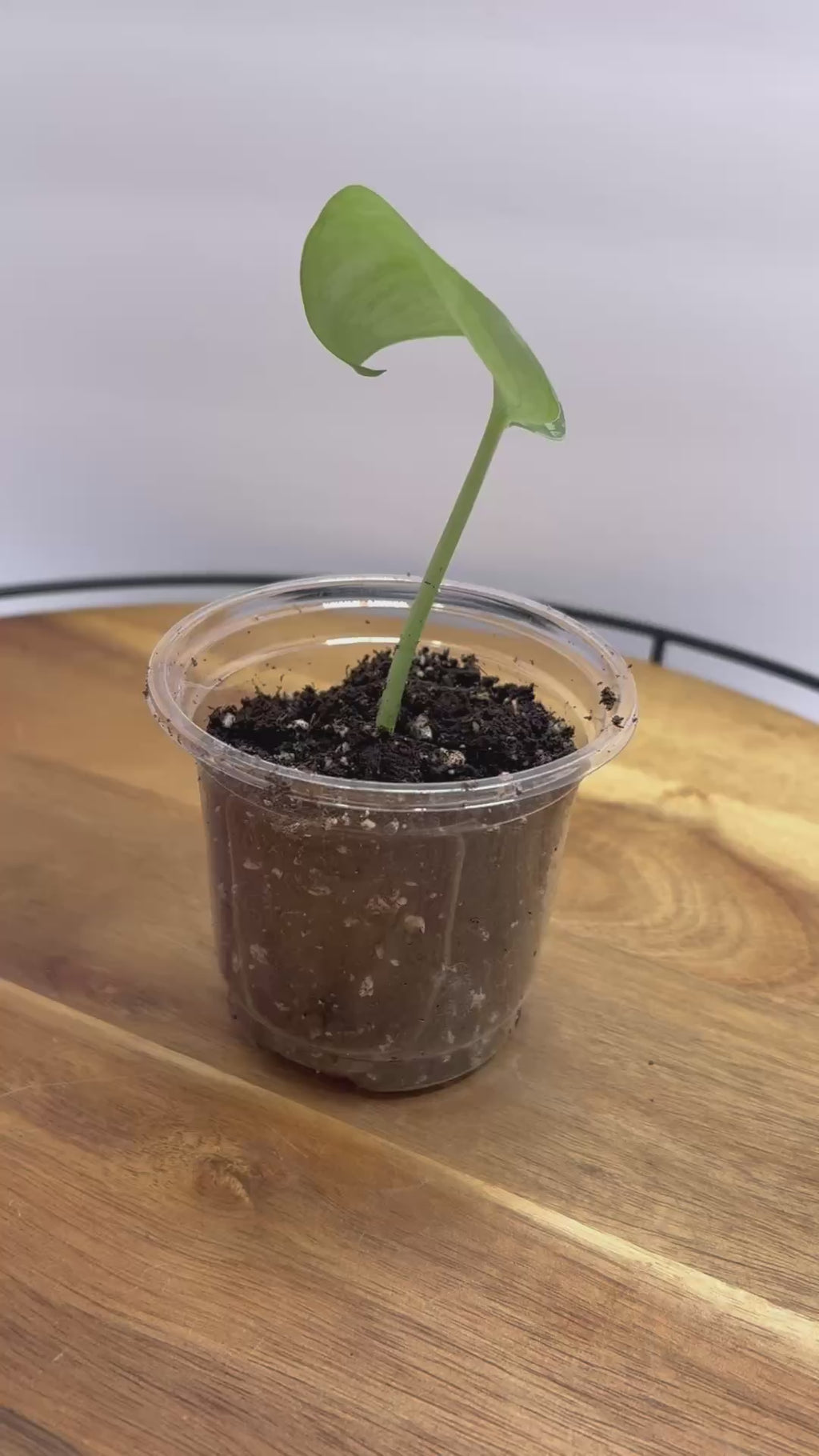 🌿 Satin Pothos (Scindapsus pictus) 🌿