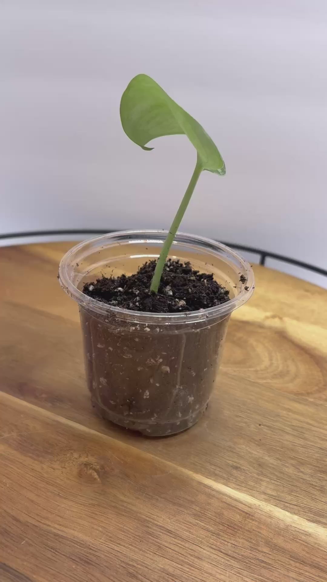 🌿 Satin Pothos (Scindapsus pictus) 🌿